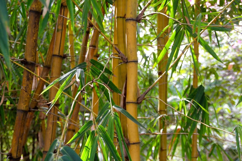 Bamboo Trellis