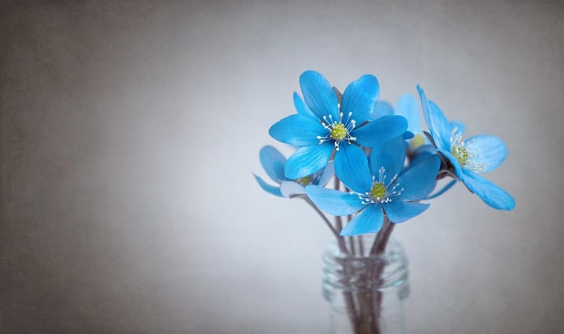 Minimalist Elegance
