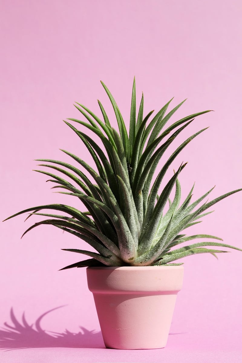 Succulent Wall Art